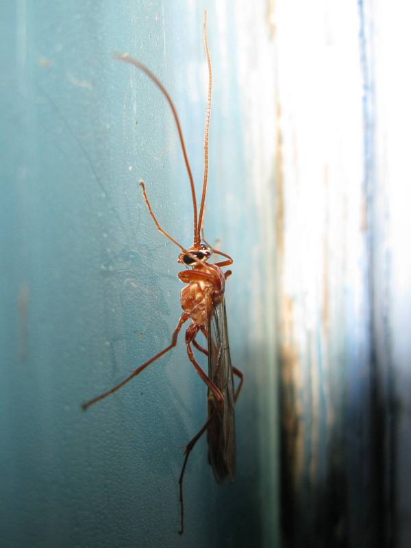 Ichneumonidae Ophionino gen. Ophion